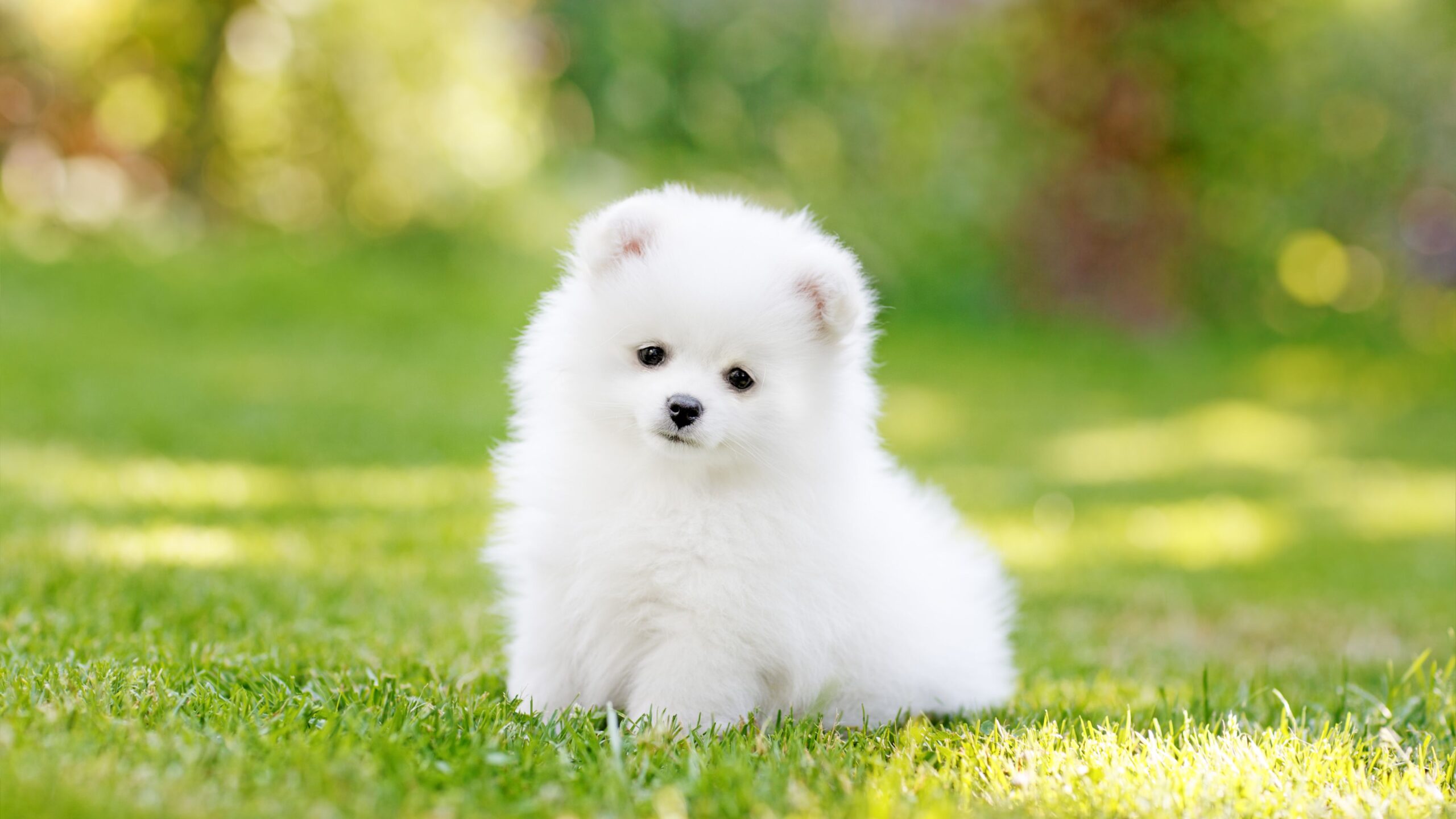 White hairy puppy sitting over the green grass